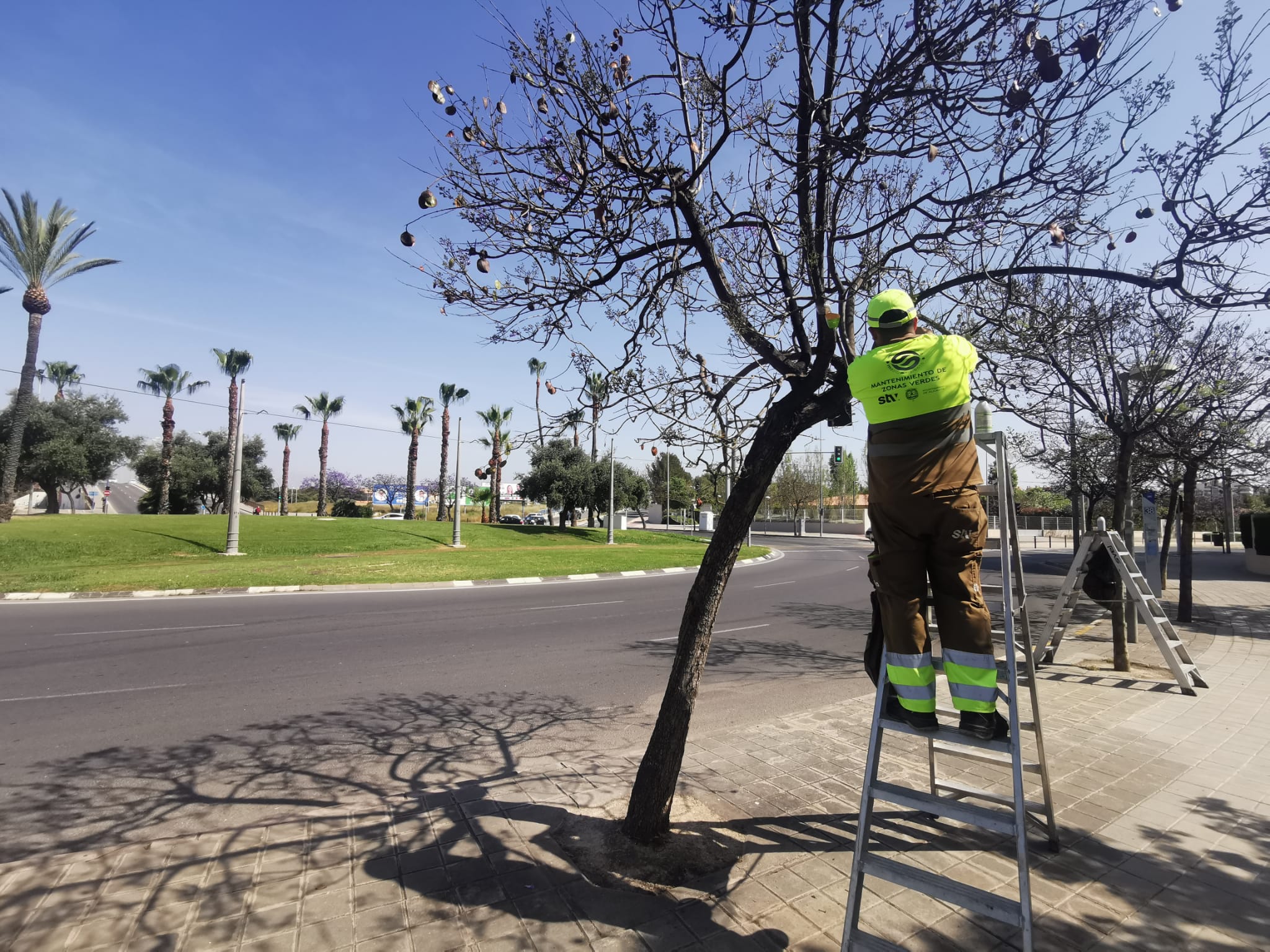 Alicante activa en 23.000 árboles la campaña de control de plagas por las  temperaturas | Ayuntamiento de Alicante
