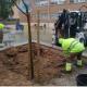 Plantación de arbolado en el CEIP Miguel Valor